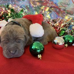 Green collar - Gray brindle male Cane Corso puppy in Briggs, Texas from Capital City Corso’s