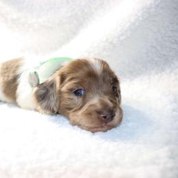 Rosie - Dapple female Dachshund puppy in Sonora, Kentucky from Maple Hill Miniature Dachshunds