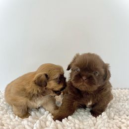 Shih Tzu Puppies from Arizona Sunrise Shih Tzus