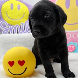 Purple - Black male Labrador Retriever puppy in Heath Springs, South Carolina from Rich Hill Retrievers