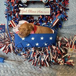 Boy 5 - male Golden Retriever puppy in Marquette County, Michigan from Aurora's Northern Goldens