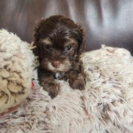 Miss Orange - Chocolate female Goldendoodle puppy in Cumming, Georgia from Chattahoochee Kennels