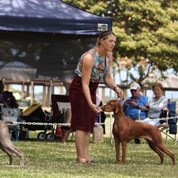 Vizsla All Grown Up from Alaea Farm & Kennel