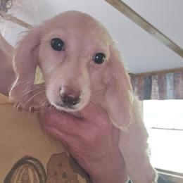 Harmony's bigger girl - Cream female Dachshund puppy in Wheatfield, Indiana from Wines Wienery