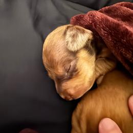 Hercules - Dapple male Dachshund puppy in Silsbee, Texas from The Doxie Den