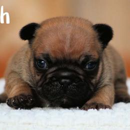 Torch - Fawn male French Bulldog puppy in Vancouver, Washington from Blackwell's American & French Bulldogs