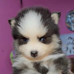 Ozzy - Black and white male Pomsky puppy in Spring Hill, Florida from PDQ Pomskies