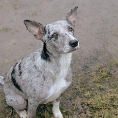 Border Collies and Working Dog Crosses from Tendercross
