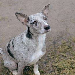 Border Collies and Working Dog Crosses from Tendercross