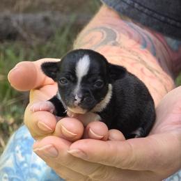 Girl 4 - Black and white female Chihuahua puppy in East Camden, Arkansas from RoyAl