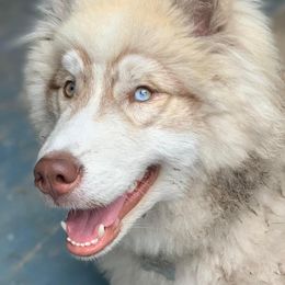 Siberian Husky Puppies from The Land Siberians