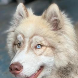 Siberian Husky Puppies from The Land Siberians