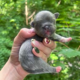 Blue Girl with White Spot - Gray female Pekingese puppy in Maggie Valley, North Carolina from Wild Flower Pekingese