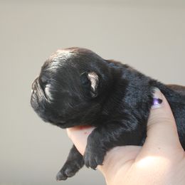 French Bulldog Puppies from The three little frenchies