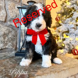 Pippa - Tri-color female Bernedoodle puppy in Salina, Oklahoma from Hudson Shore Bernedoodles