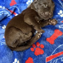 Bucky - Brown male Newfoundland puppy in Silver Creek, New York from Boo N’ Bubs Newfoundlands