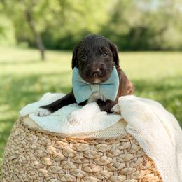 Hersh - Chocolate male Goldendoodle puppy in Ooltewah, Tennessee from Allison Family Doodles