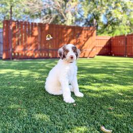 Kirk - Chocolate male Goldendoodle puppy in Dallas County, Texas from Dream A Little Doodle