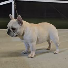 French Bulldog Puppies from Reds Frenchies
