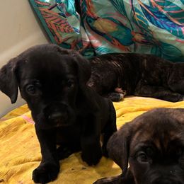 Star, Girl 2 - Cane Corso puppy from K9 Guardian Cane Corso