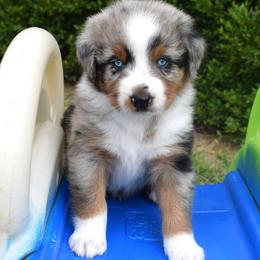 Atticus - Blue merle male Australian Shepherd puppy in Falcon, Missouri from www.maubachranch.com