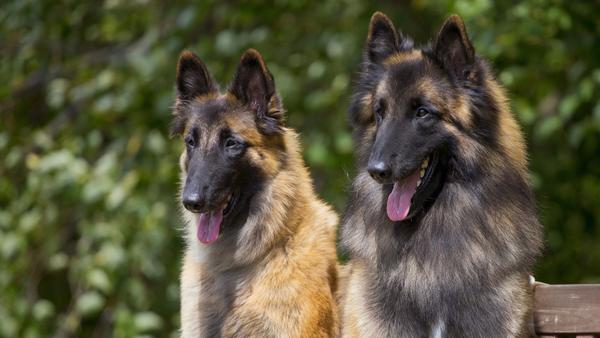 Find Belgian Tervuren puppies for sale near California