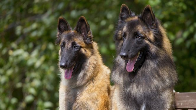 Belgian Tervuren