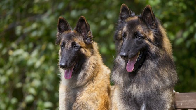 Belgian Tervuren