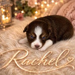 Rachel - Red & white female Miniature Australian Shepherd puppy in Lubbock, Texas from Baby Storm Kennels