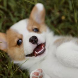 American Corgi and Pembroke Welsh Corgi Puppies from High Cotton Corgis