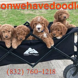 Goldendoodles from Houstonwehavedoodles