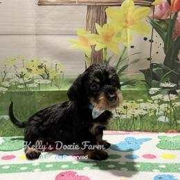 Black and Tan Soft Wire Male Blue Collar - Black and tan male Dachshund puppy in Cleveland, Tennessee from Kelly's Doxie Farm