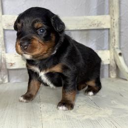 Maple BTF - Black tri female Miniature Australian Shepherd puppy in Minden, Louisiana from Ironwood Creek