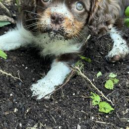Cavalier King Charles Spaniel Puppies from Dandelions and Kings