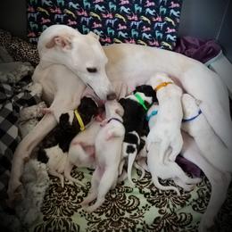 Whippet puppies from Cloverdale Whippets