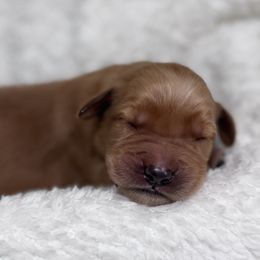 Brady - Dark golden Golden Retriever puppy in Angier, North Carolina from Howard's Retrievers