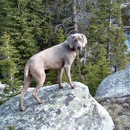 German Shorthaired Pointers and Weimaraners from Lazy Hearts Kennel