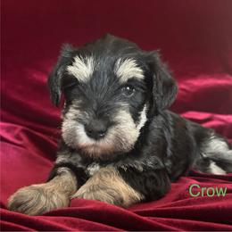 Crow-Girl 1 - Black and silver female Miniature Schnauzer puppy in Granville, Ohio from Shull Mini Schnauzers