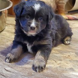Double Shot Expresso - Black tri female Miniature Australian Shepherd puppy in Findlay, Ohio from RStar Aussies