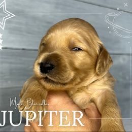 Goldendoodle Puppies from Goldie's Doodles