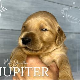 Goldendoodle Puppies from Goldie's Doodles