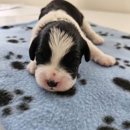 Boy 1 - Black and white male Cavapoo puppy in Grayville, Illinois from Debs Doodles, Cavapoos, Cavadoodles