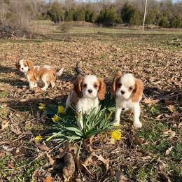 Cavalier King Charles Spaniel Puppies from Strawberry Hill Cavaliers