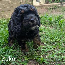 Zuko - Black and tan male Cockapoo puppy in Sunset, Louisiana from Cano Cockapoos