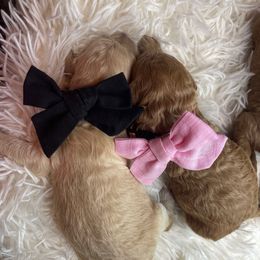 Crinkle - Cream male Goldendoodle puppy in Richmond, Texas from Harper’s Heartbeats