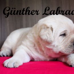 Labrador Retriever Puppies from Günther Labradors