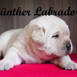 Labrador Retriever Puppies from Günther Labradors