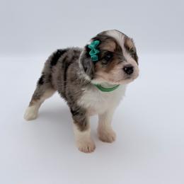 Acorn - Blue merle female Aussiedoodle puppy in Cartersville, Georgia from Simply Blessed Doodles
