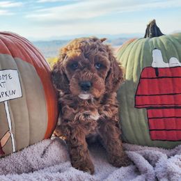 Girl 1 - Chocolate Cavapoo puppy in Tennessee from Shannan's Cavapoos