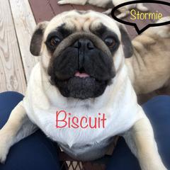 Biscuit - Pug